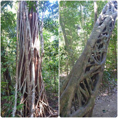 Imposant, die "Strangler Figs" (Würgefeigen), die um Bäume herumwachsen, diese erwürgen, bis zum Schluß der Baum abstirbt, verfault und die Feige als eigenes Baumgerüst stehenbleibt, innen dann leer