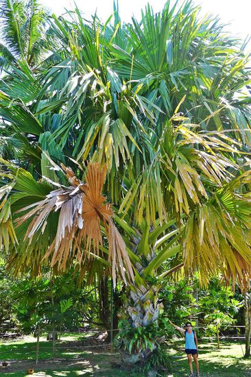 Selbst am Strassenrand stehen gigantische Palmen