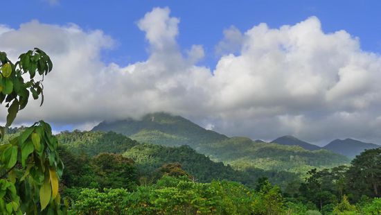 Ein erster Blick auf  den Mossman Gorge Nationalpark, ein Regenwald der viel Feuchtigkeit allein schon aus tiefhängenden Wolken zieht