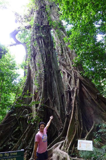 Im wahrsten Sinne des Wortes, Baumriesen in die Höhe.....