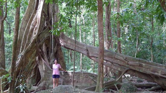 ....sind auch Baumriesen in der Breite