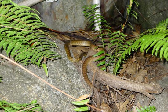 Schreck am Abend, die Schlange verschwand zum Glück recht schnell im Gebüsch