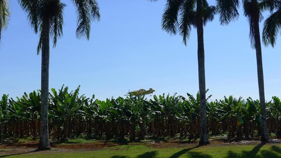 Enge Kurven, beinahe Berührung der Baumwipfel --Kunstflug als Plantagenarbeit