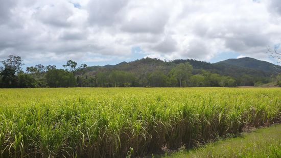 Wie der Canecutter Way vermuten lässt, Zuckerrohr über Zuckerrohrfelder