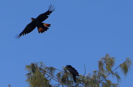 Endlich!!!! Schon oft gehört und von Weitem gesehen, schwarze Kakadus. Am Balgal Beach kommen sie in Kamera Nähe