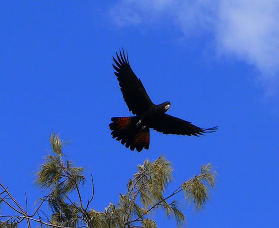 Schwarzer Kakadu mit rotem Schwanz Gefieder, es gibt sie auch noch mit gelben Schwanzfedern.  Wir sind aber völlig zufrieden diese hier einmal so nahe gesehen zu haben