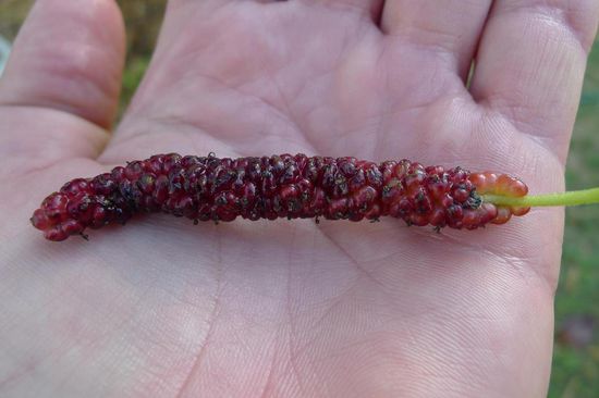 Eine Mulberry aus Trevor's Garten. Sehr leckere, kaum bekannte Frucht. Leider war gerade keine Saison für Eis - oder Schokoladenfrüchte.