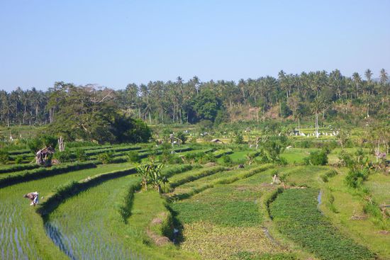 Sie sind eben überall, schon wieder schöne malerische Reisterrassen