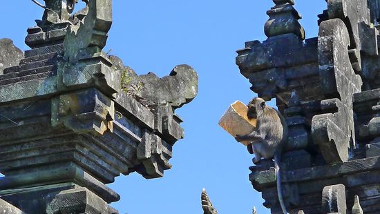 Ganz oben im Tempel turnen auch wieder Affen herum. Der junge Mann vom Eingang hatte uns gewarnt. Aber er erzählte, seit der Affe der schon 40 Leute gebissen hat, erschossen wurde, sind die anderen etwas zurückhaltender geworden.