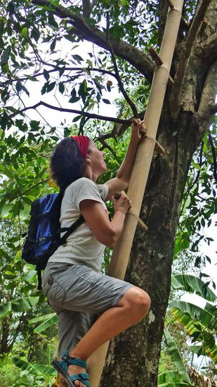 Die Ernte der winzigen Gewürznelken ist mühsam. Mit selbstgebastelten Bambusleitern klettern die Leute auf die hohen Bäume und pflücken in anstrengender Handarbeit die Gewürznelken. Wo geht es nochmal nach oben? Ach ja,hier!