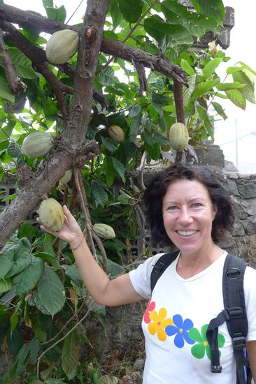 Nicht nur auf Plantagen, nein, einfach so am Wegesrand stehen Kakaobäume. Schade, dass da keine fertige Schokolade wächst
