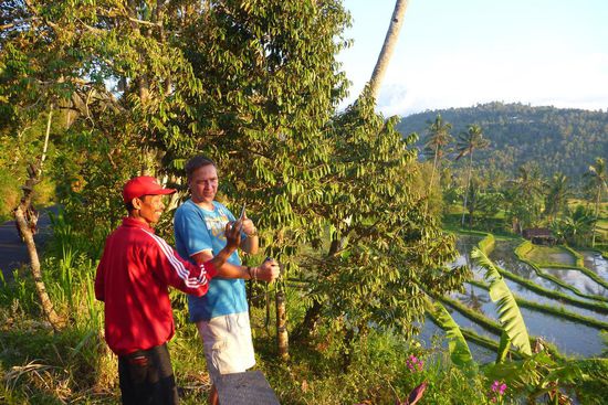 In der Nähe von Munduk, bei den schönen Reisterrassen trafen wir auf Wayan. Er konnte uns viel Interessantes über den Reisanbau erzählen.