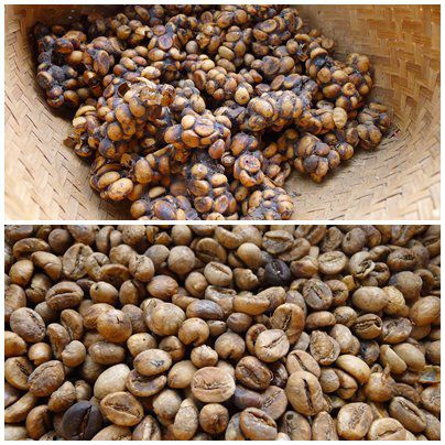 Unschwer zu erkennen-oder? Oben der ausgeschiedene Luwak Kaffee, unten normale Kaffeebohnen