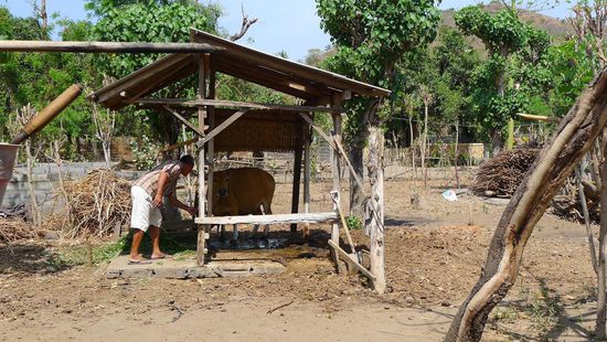 In unserer Unterkunft in Permuteran bekommen wir auch den elterlichen Bauernhof, direkt hinter den Bungalows, gezeigt....
