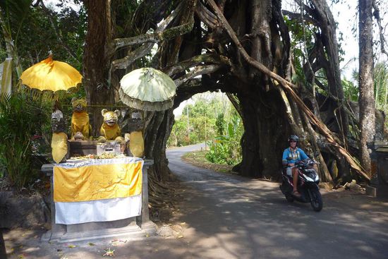 Unerwartete Sehenswürdigkeit, ein uralter, riesiger heiliger Banyanbaum. Der Stamm ist so gross, das auf der durchlaufenden Strasse auch Autos durchfahren können, und natürlich Oliver