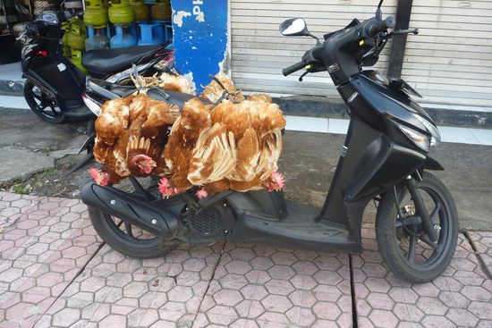 Eine originelle Art des Hühnertransportes, finden die Hühner aber wahrscheinlich nicht so witzig