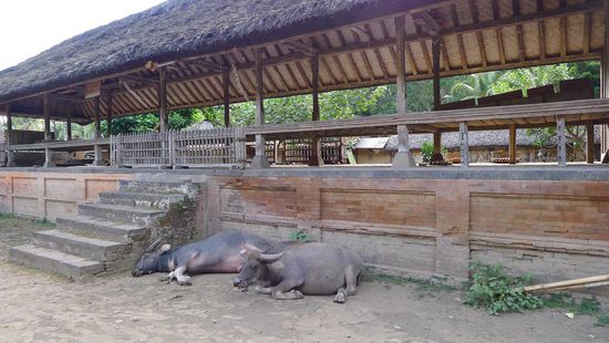 Wasserbüffel liegen entspannt überall auf den Strassen