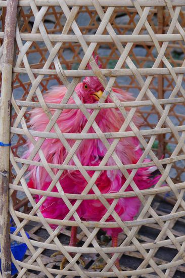 Balinesisches Hobby: Kampfhähne. Ist Pink die richtige Farbe für einen Kampfhahn? Wir fragten nach, es hat keinen tieferen Sinn, man findet es einfach hübsch.