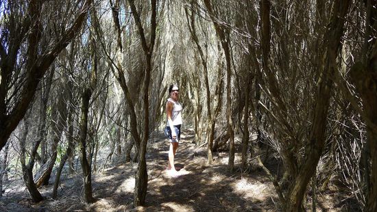 ....oder durch die eher trockenen Küstenwälder