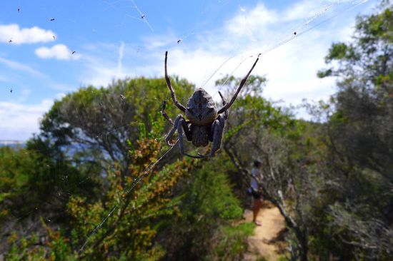 .....schon gar nicht alle paar Meter quer über den Weg gespannt.