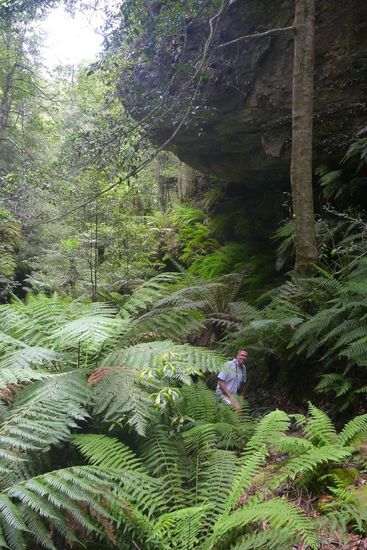 Der Weg führt durch Schluchten mit riesigen Farnbäumen.....