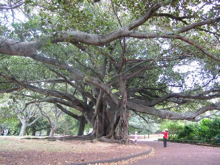 "Ein Baum"