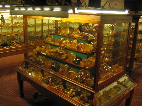 im Kauri-Museum in Matakohe