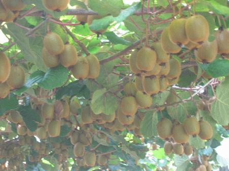jede Menge Kiwis