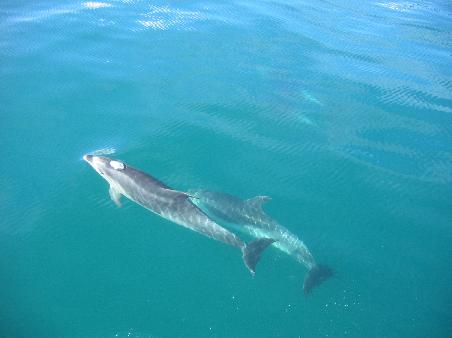 Dolphins in den Bays of Island