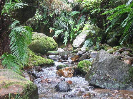 Karangahake Track