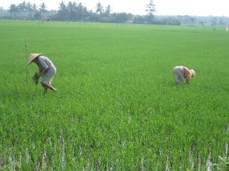 reisfeld auf lombok