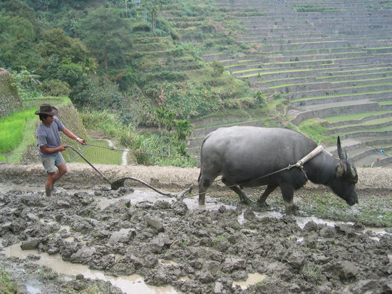 traditionelles pflügen der felder!