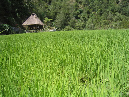 ...es gibt reis baby!! 