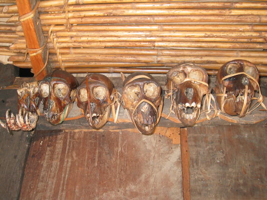 affenschädel bringen glück!hmm!! wenn´s schee macht?! 