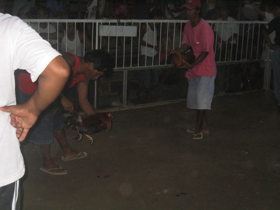 heiss machen der kampfhähne!