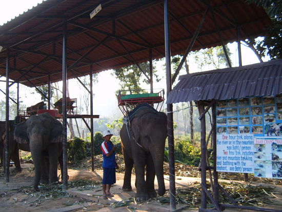 Ich fahre an einem Elefantenreitstall vorbei und buche auch einen Ritt fuer 1 h.
