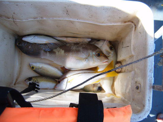 Ich fange 2 Fische. Der grosse oben ist von meiner Angel.