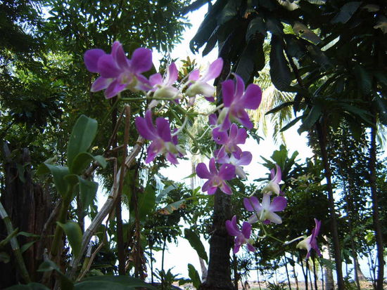 Orchideen wachsen eben mal am Baum.