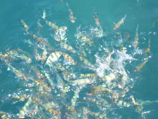 Ich fuettere einige Fische / sie kommen zu Hunderten