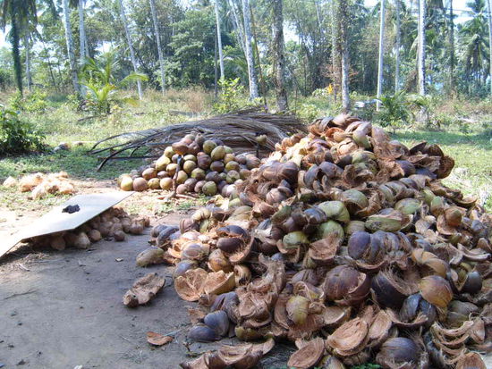 alles Moegliche macht man aus Kokosnuss