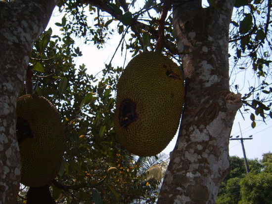Meine Lieblingsfrucht: Jackfruit