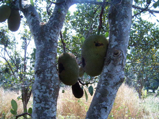 Innen sind gelbe Fruechte, die nach Mango,Banane oder so , schmecken