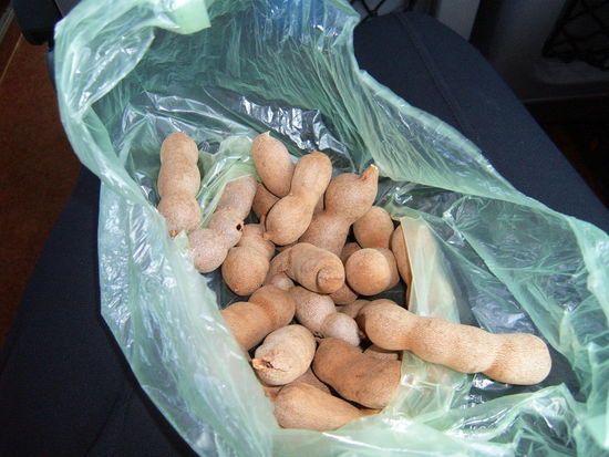 Tamarinden. Man knackt die Schale und lutscht das saeuerlich schmeckende Innere. Kerne werden ausgespuckt. Lecker.