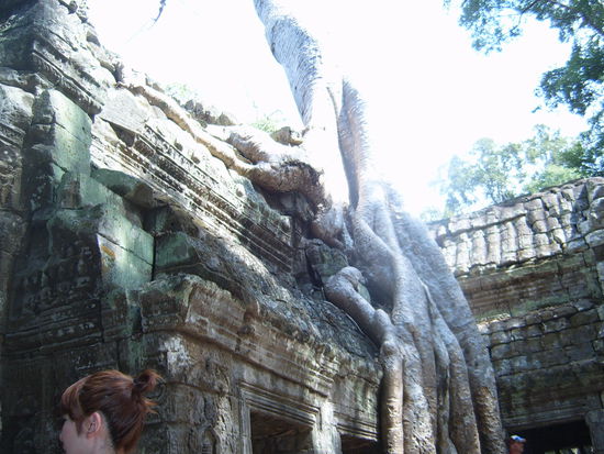 Feigen/ Banyan udn Kapokbaeume wachsen hier und lassen ihre Wurzeln auf dem Gemaeuer wuchern , zu meiner Freude 