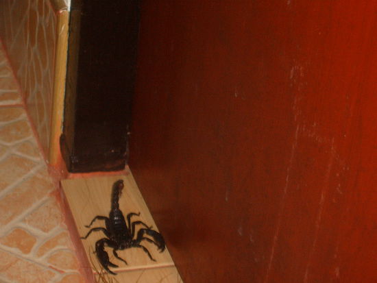 Schock am Morgen. Der ueble Bursche will doch tatsaechlich meine Nachbarn besuchen. Ich spiele die Heldin und vertreibe ihn mit einem Besen.