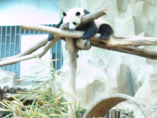 Pandas ein Geschenk aus China, auf welches der Zoo sichtlich stolz ist.