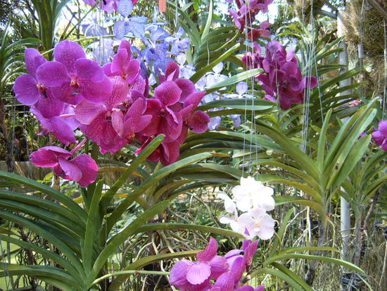 Orchideenfarm, die Bilder sind nichts im Vergleich zum Original.