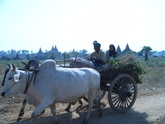 Ochsenkarren werden ueblicherweise als Transportmittel verwendet. Bei Festen werden die Ochsen wunderschoen geschmueckt.