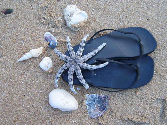 Stillleben mit meinen Flip Flops und totem Seestern, der ebenfalls angespuelt wurde. Hier am Strand gibt es noch unheimlich viele Muscheln.