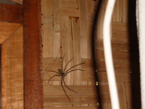 Ekelangriff!! Ich hatte mehrere dicke grosse Spinnen im Bungalow Nr.19  im Sabai Jai. Eine sogar im Moskitonetzeingang, am fruehen Morgen. Ich hab mich 2 Tage geekelt. Dann noch Froesche , die im Wassereimer im Bad gelaicht haben und mich fast ansprangen, als ich die Dusche aufdrehe und sie nicht hab sitzen sehen. Igitt. Dieses Bungalow Nr.19 soll angeblich wirklich voellig unbewohnbar sein, wie nach dieser Nacht einige Traveller bestaetigten. Angeblich soll es in diesem  auch noch 2 Skorpione und einen grossen Gekko geben, der unter dem Bett innerhalb des Netzes mit Familie lebt und schlafende Buerger anfaucht. Dies ist mir gluecklicherweise erspart geblieben.